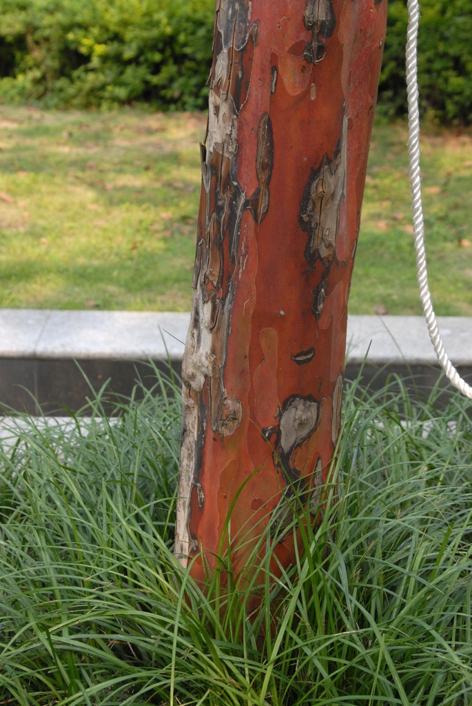 Cornus wilsoniana
