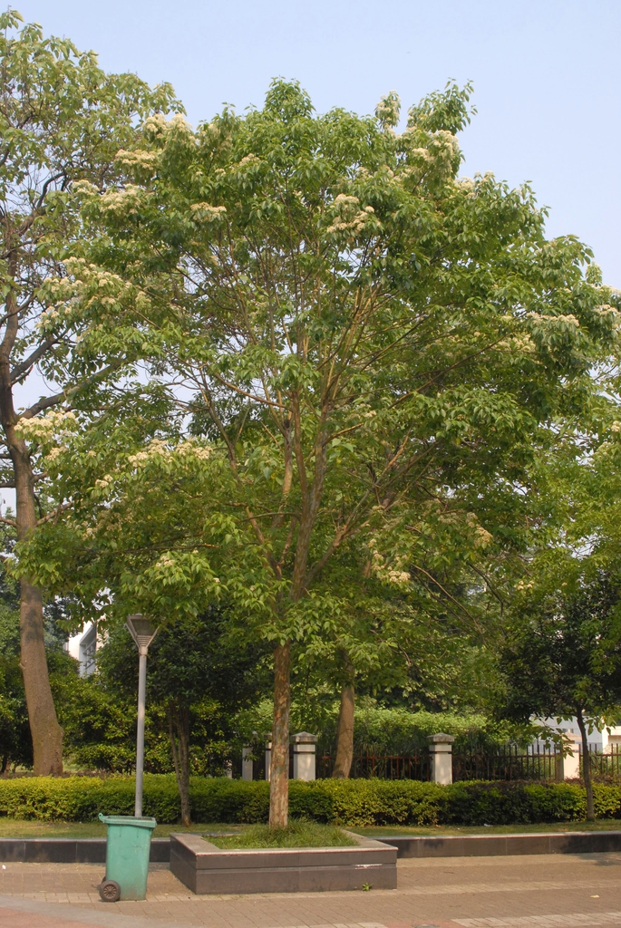 Cornus wilsoniana