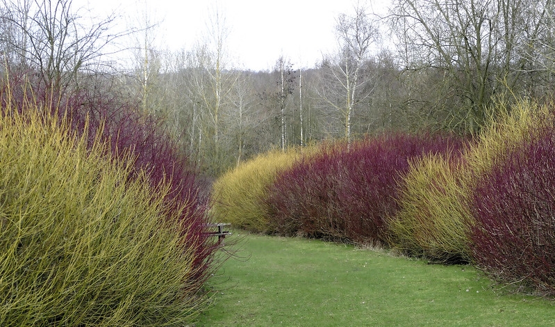Border of leafless shrubs with either red or green stems.