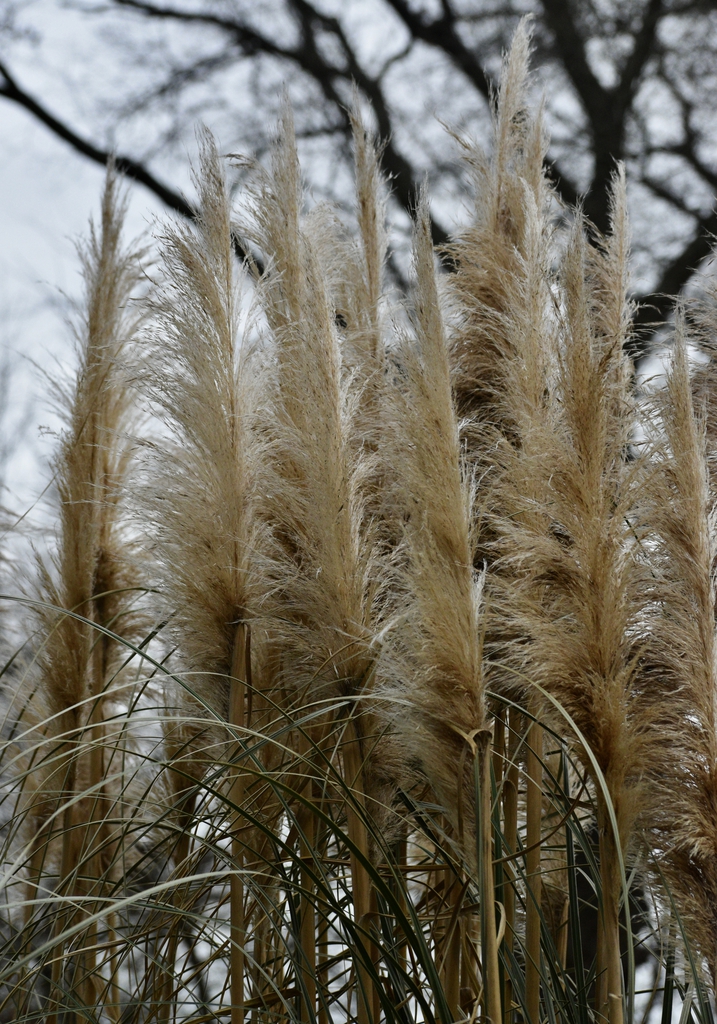 Flowers - February - Warren Co., NC