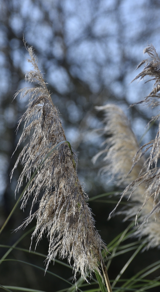 dried flower heads in December