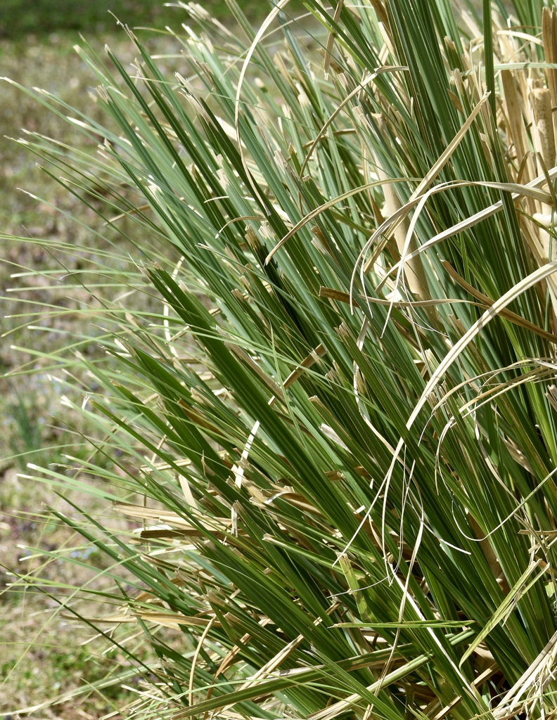 Form