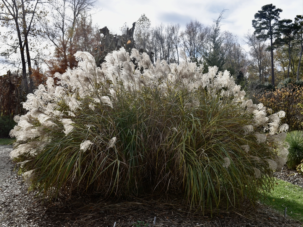 Winter Form- large clump of bushy white flowers