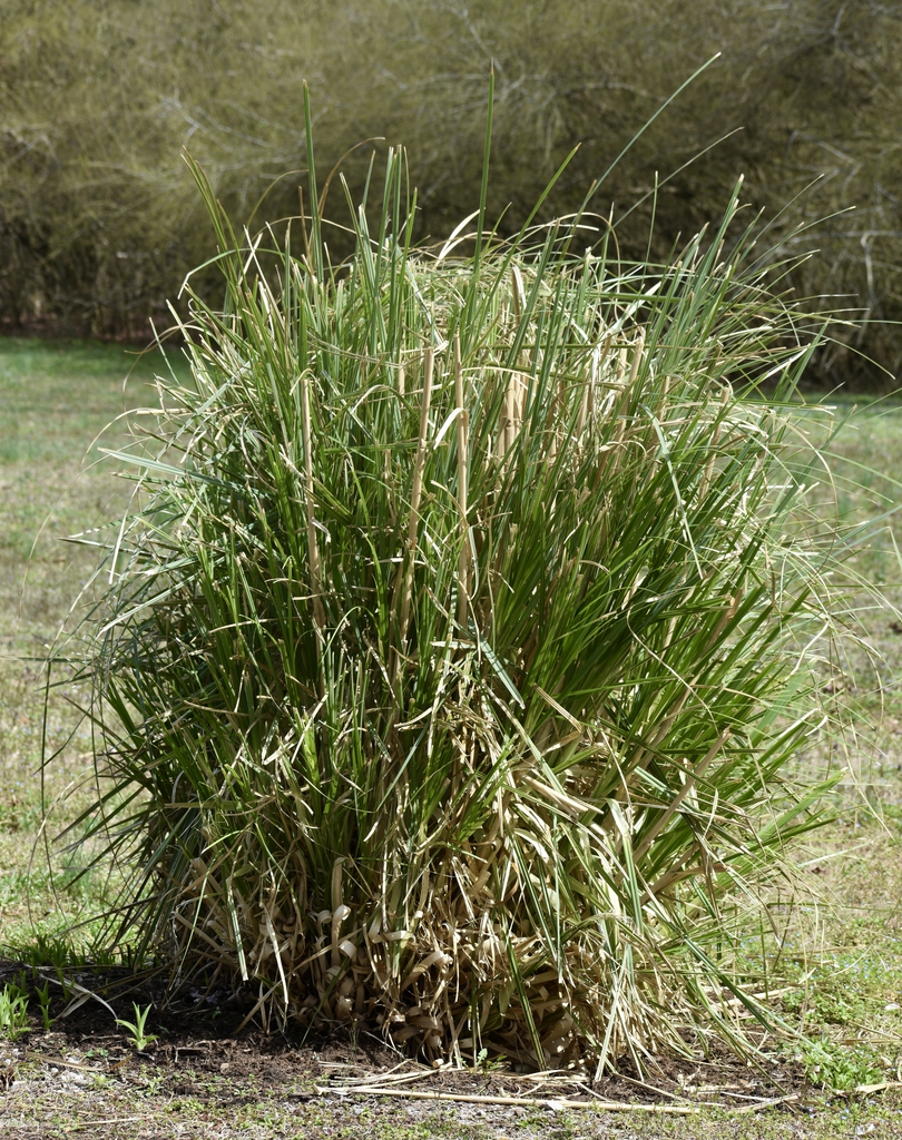 After pruning back