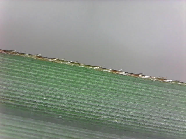Leaf margin