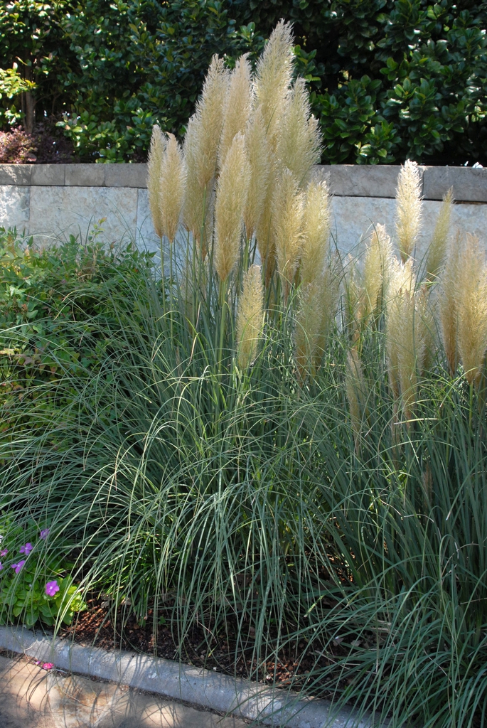 Cortaderia selloana