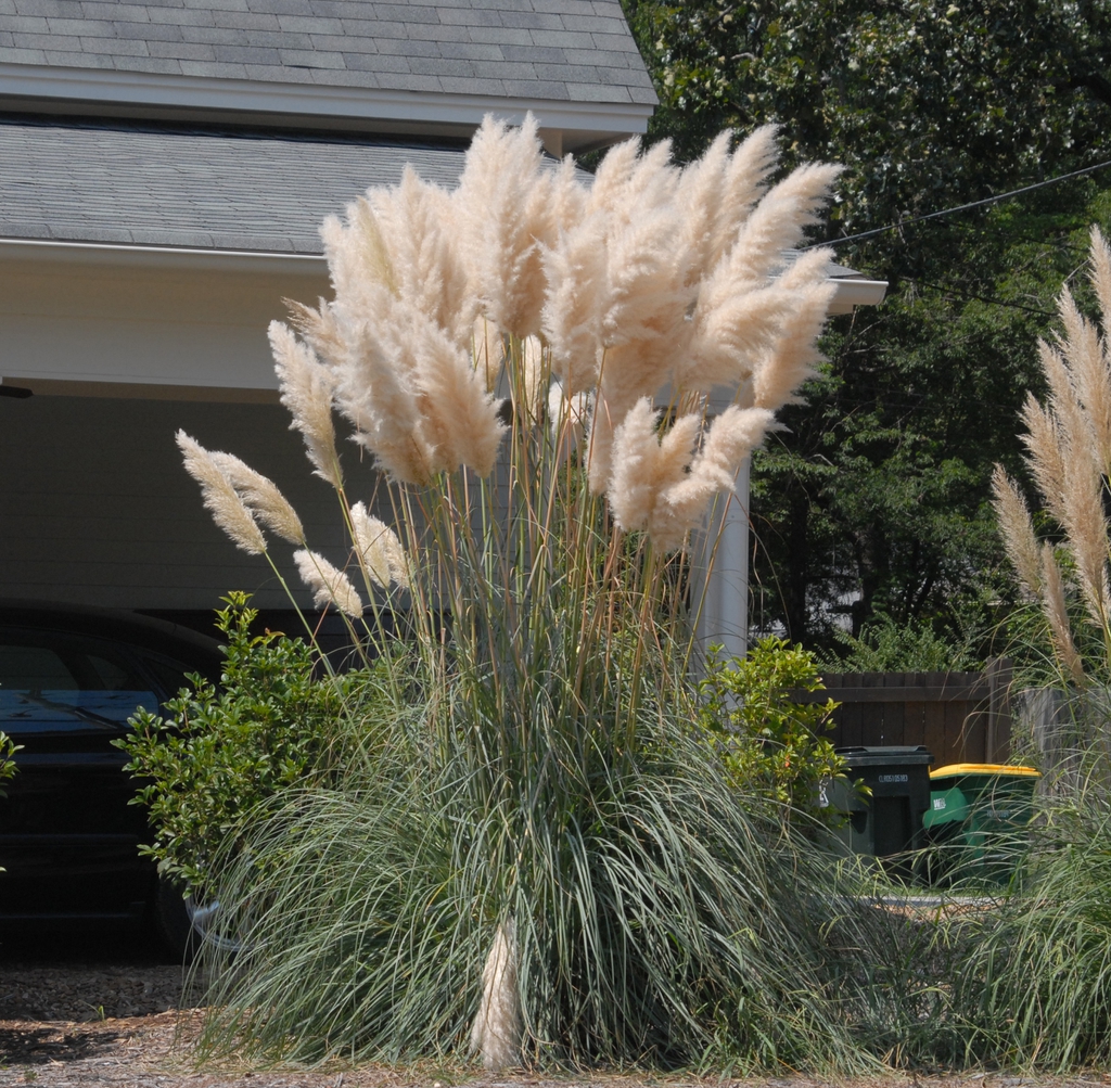 Cortaderia selloana