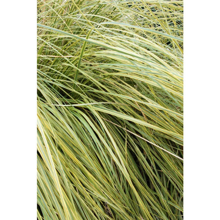Cortaderia selloana 'Aureolineata' leaves