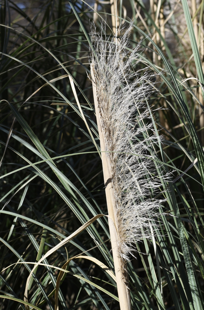 Cortaderia selloana