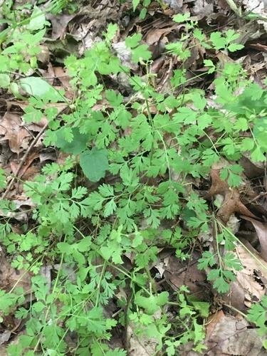 Green leaves in a rosette