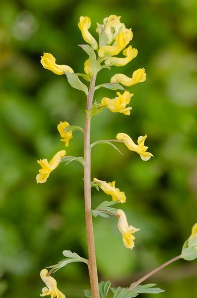 Cluster of yellow tubular flowers