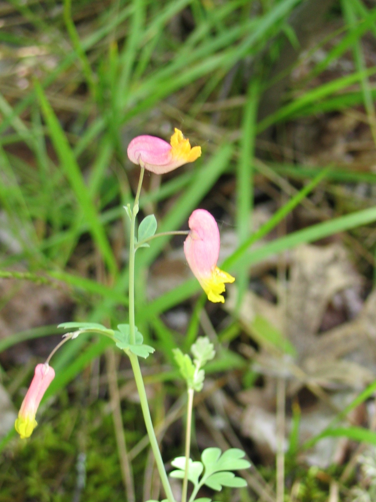 leaves and flowers