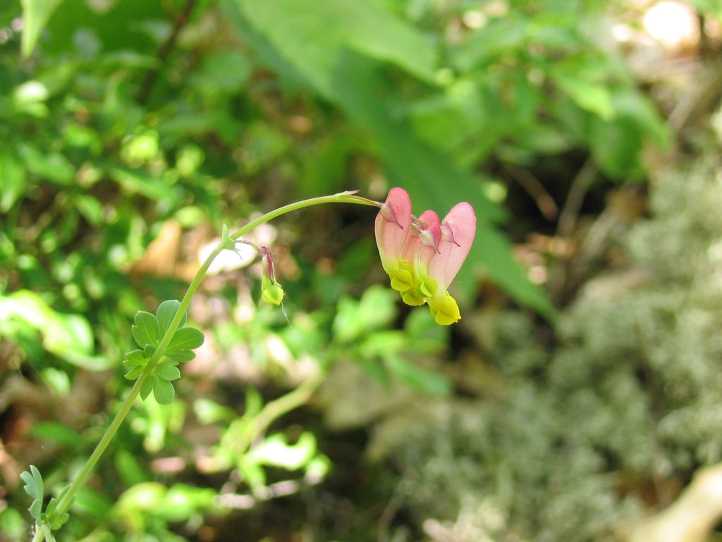 leaves and flowers
