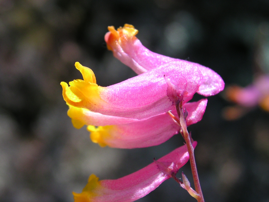 leaves and flowers