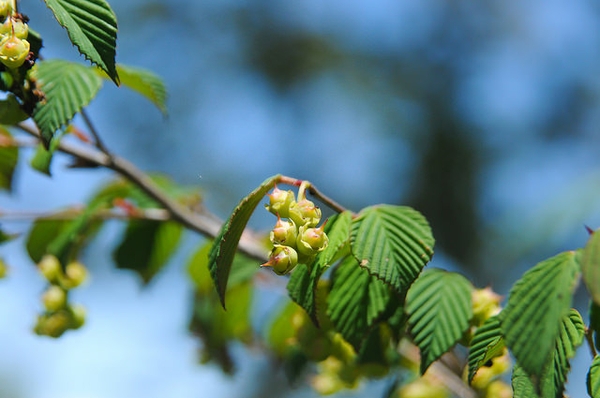 leaves and flowers