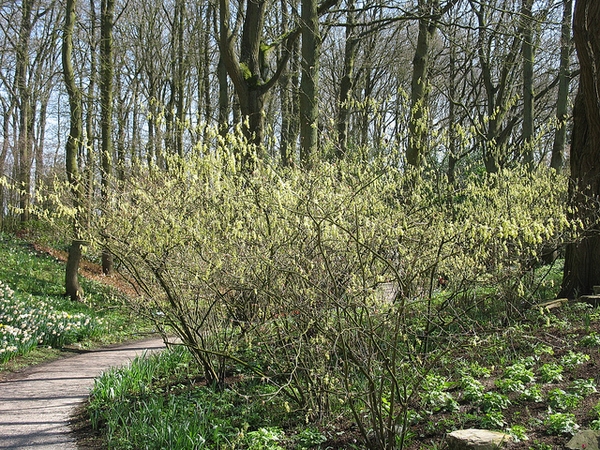 leaves and flowers
