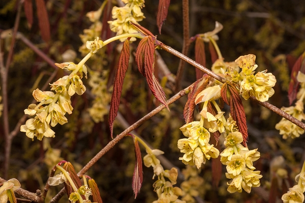 Corylopsis sinensis