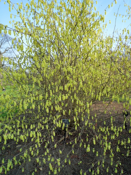Corylopsis sinensis