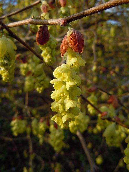 Corylopsis sinensis