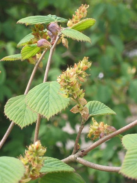 Corylopsis spicata