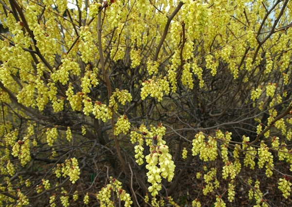 Corylopsis spicata