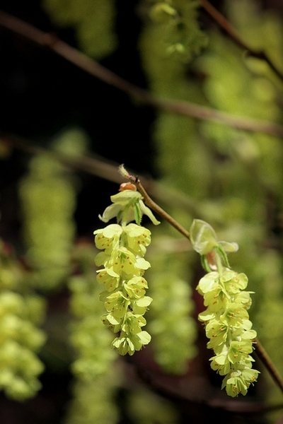 Corylopsis spicata