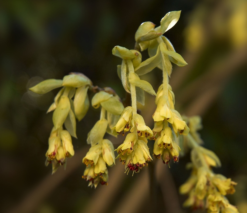 Yellow flowers