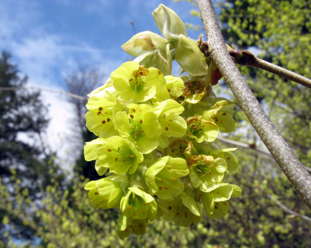 Close up of yellow flowers that appear late winter.