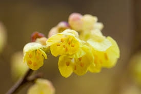 Corylopsis spicata