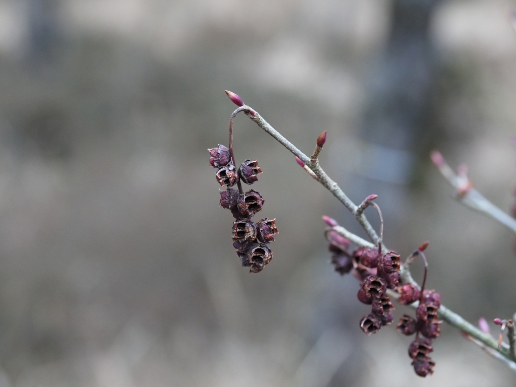 Fruit