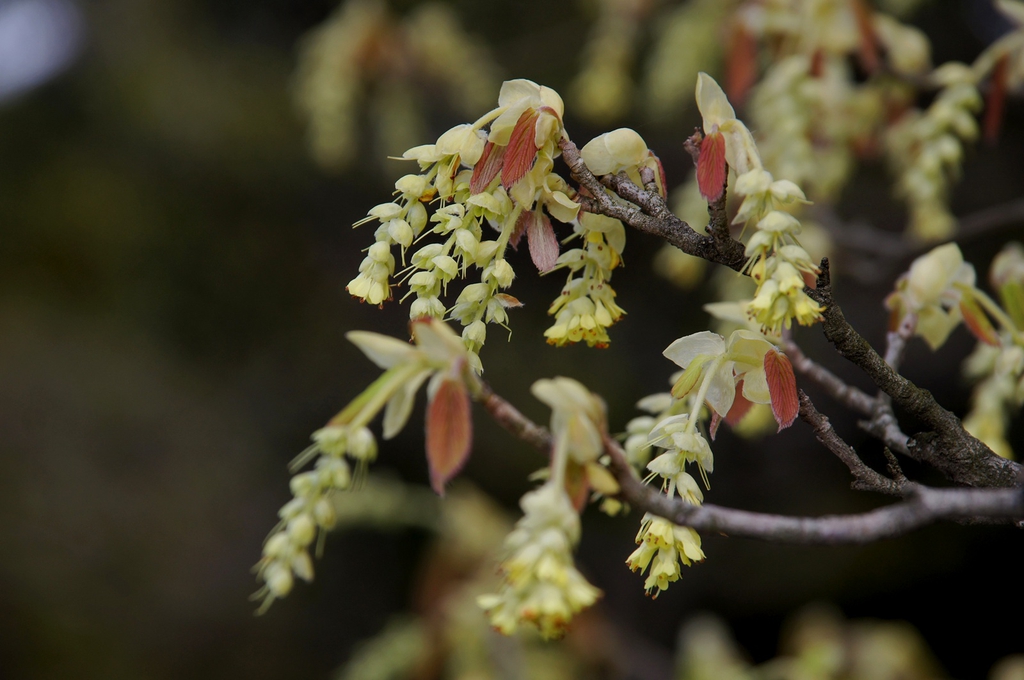 leaves and flowers
