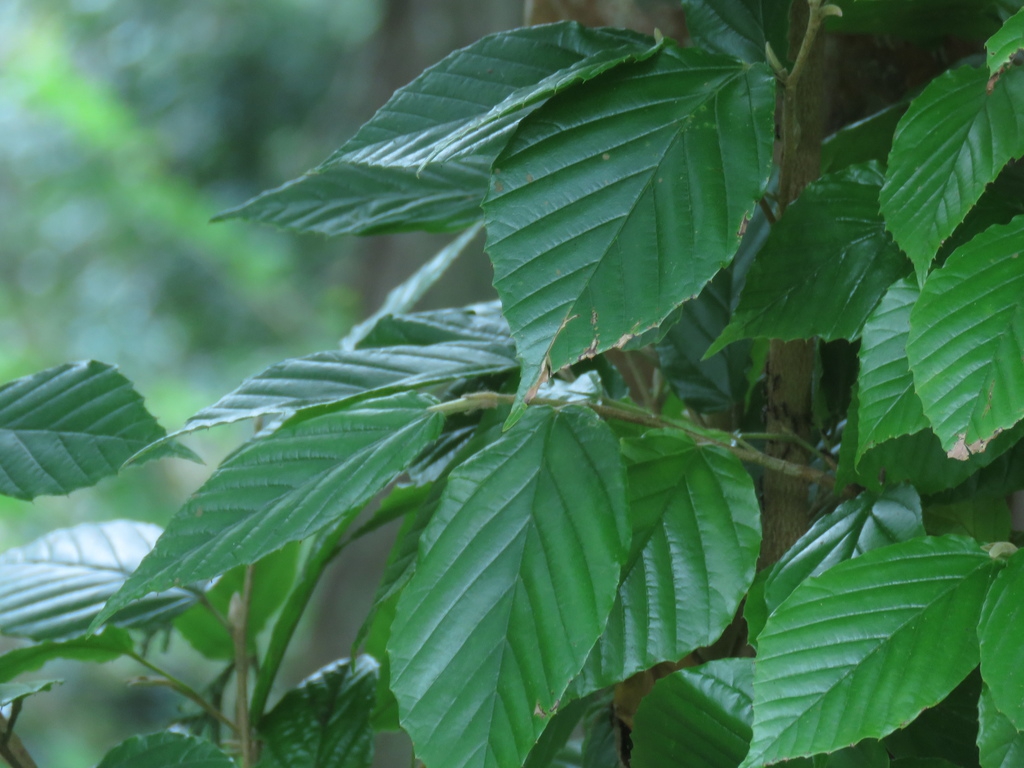 Leaves