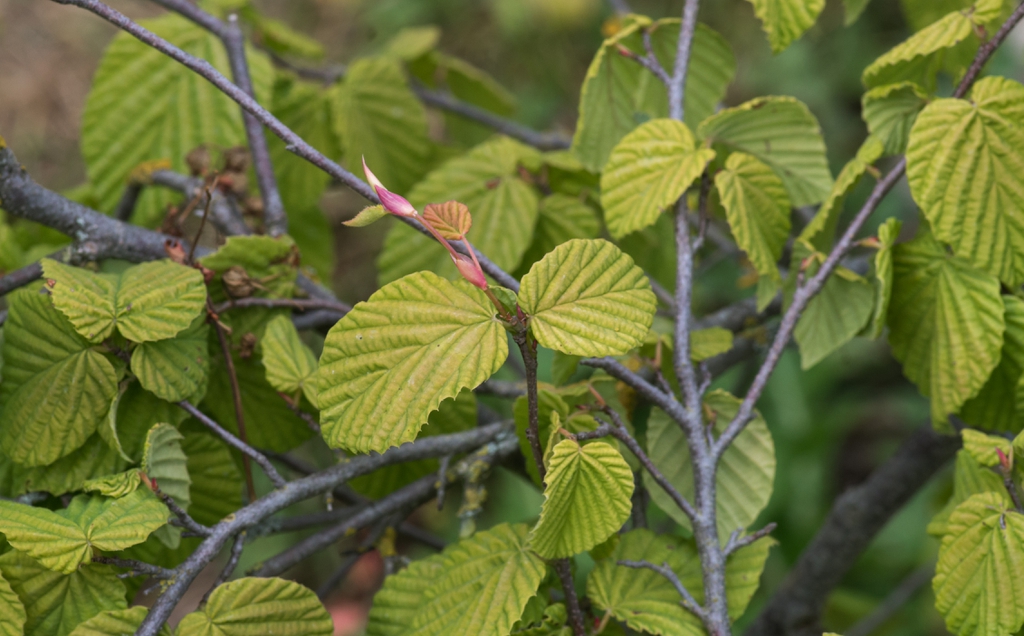 leaves