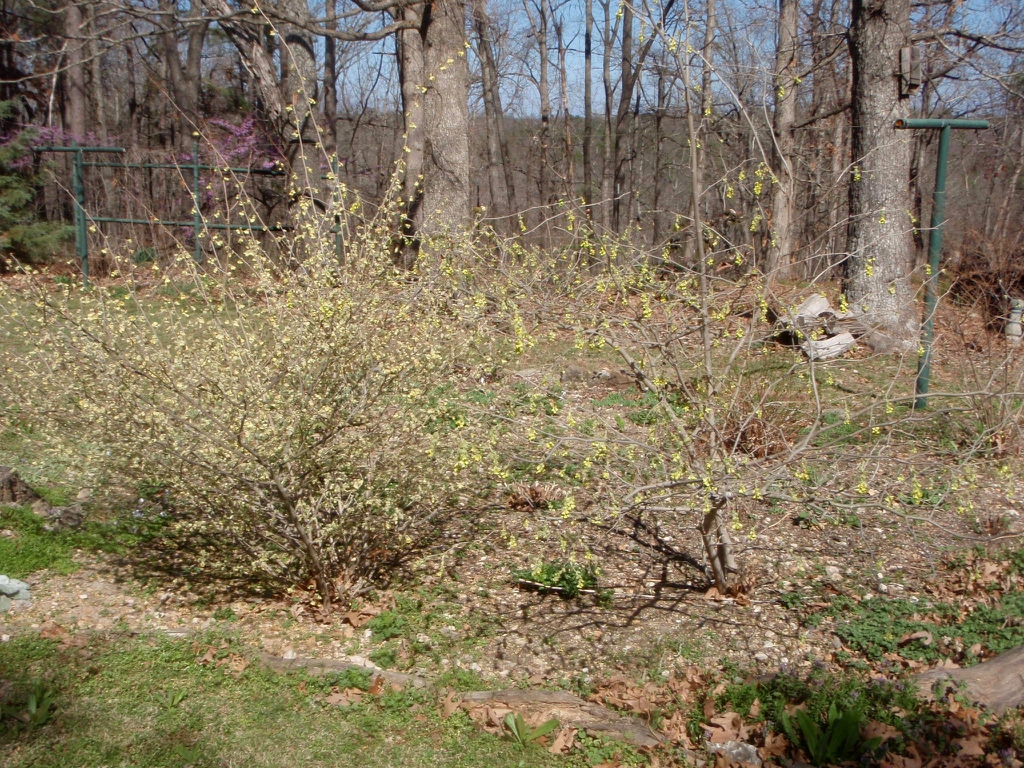 Corylopsis pauciflora Fall Form