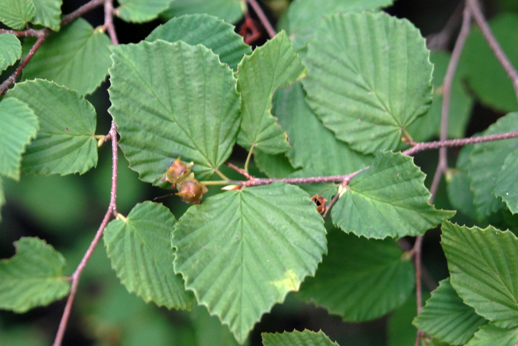 Corylopsis pauciflora Leaves