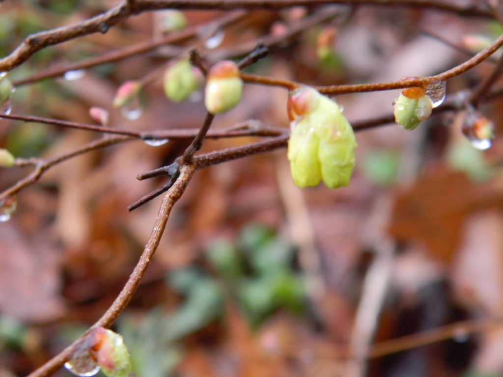 Corylopsis pauciflora