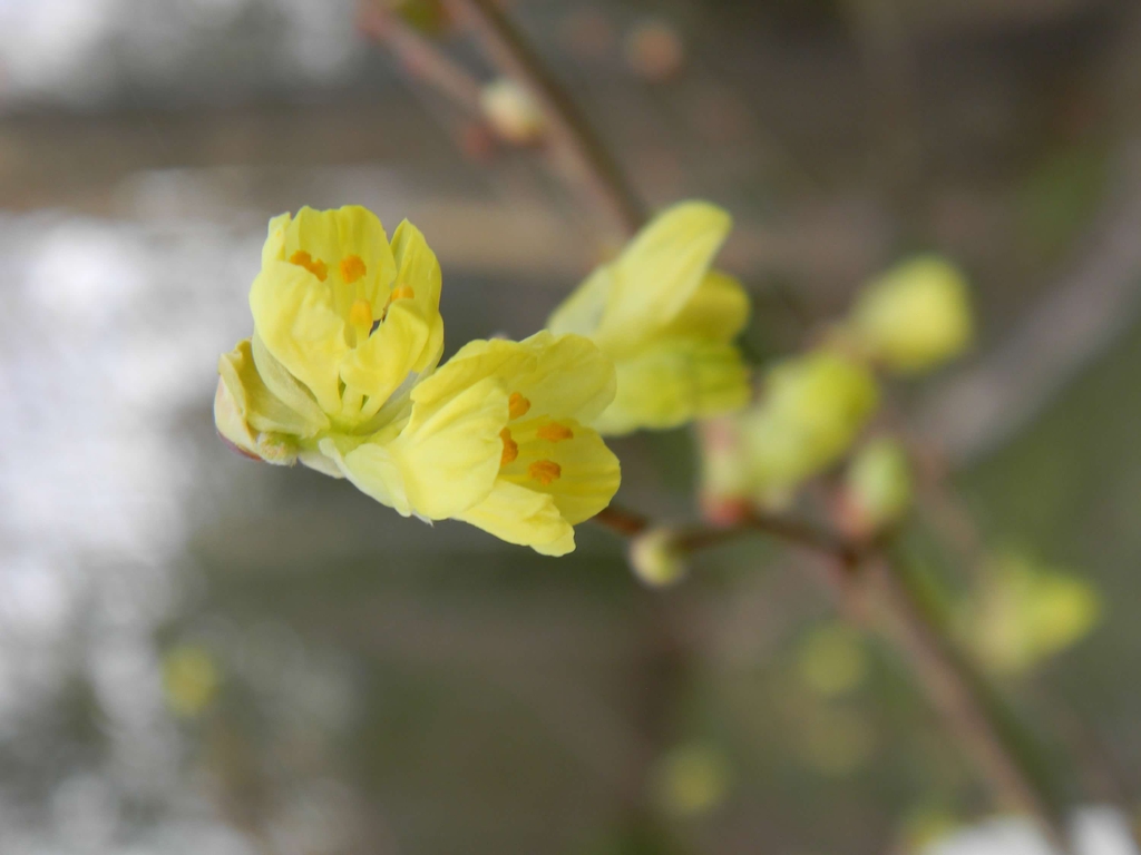 Corylopsis pauciflora