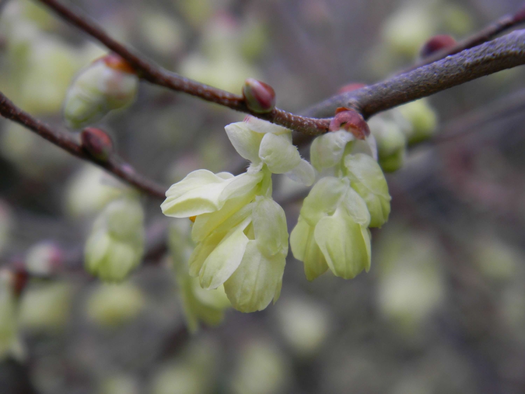 Corylopsis pauciflora