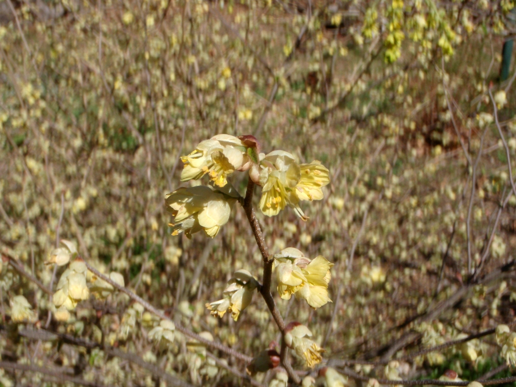 Corylopsis pauciflora Flowers