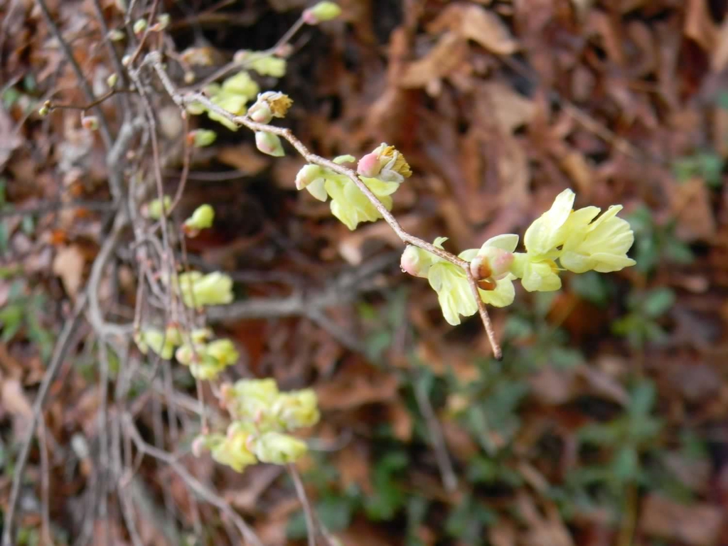 Corylopsis pauciflora