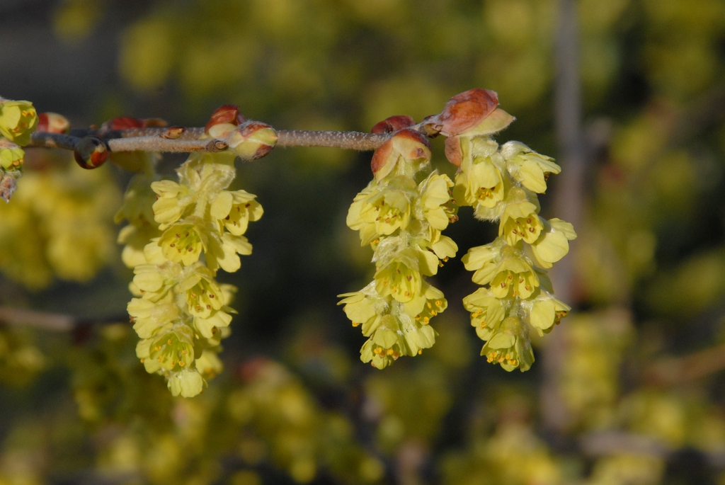 Corylopsis platypetala
