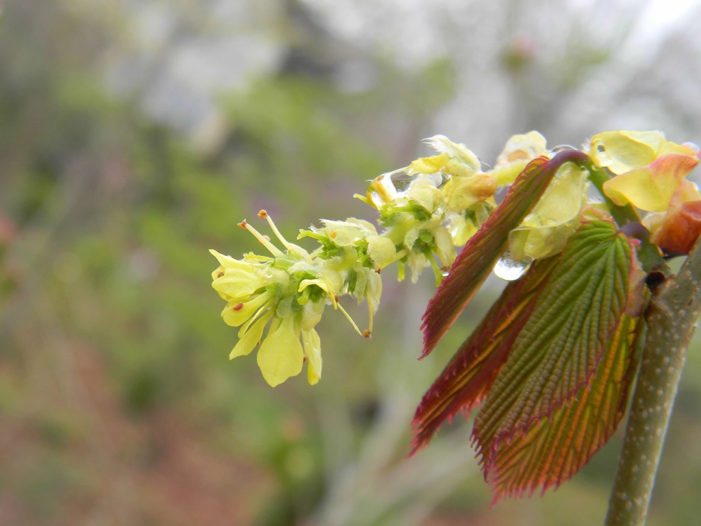 Corylopsis spicata