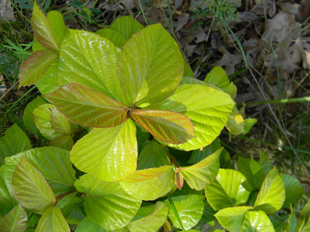 Corylopsis spicata