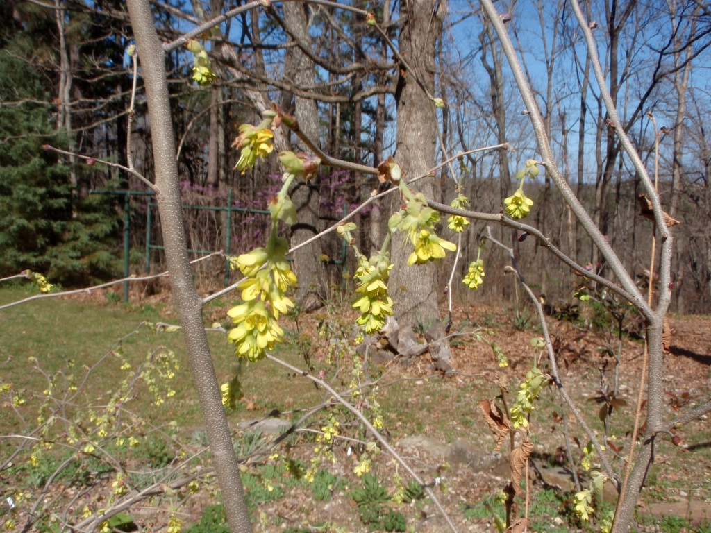 Corylopsis spicata Flower