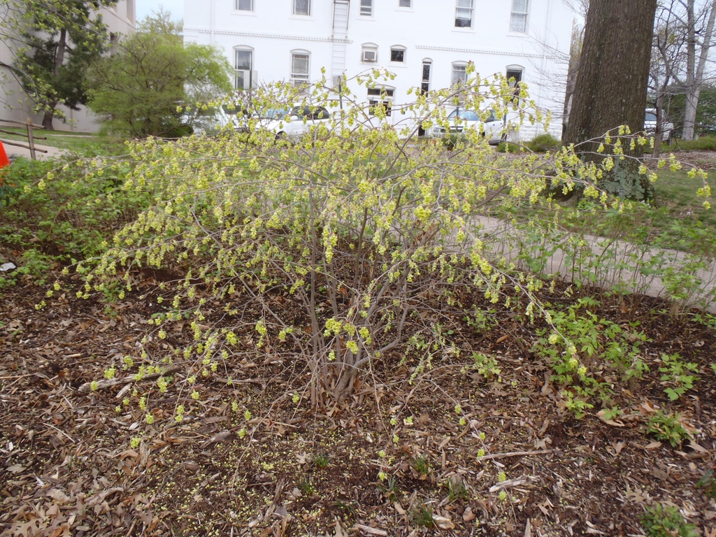 Corylopsis spicata