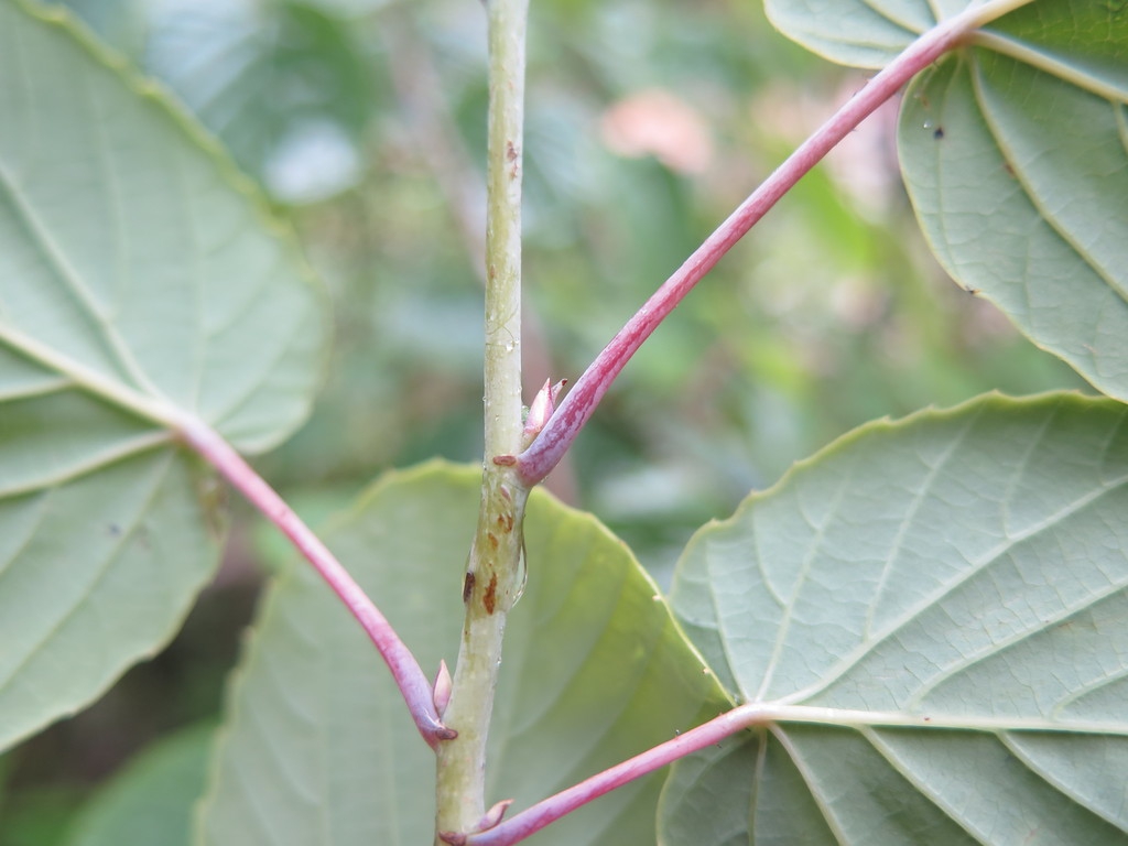 Stem showing alternate leaf arrangment.