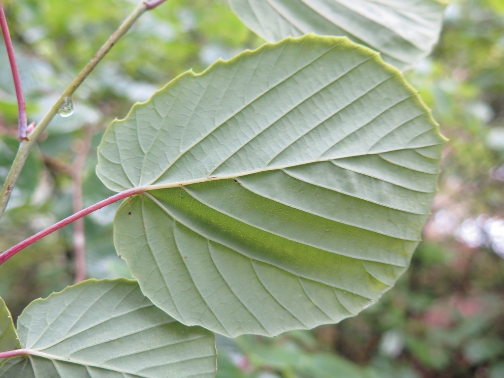 Underside of leaf with deep veins.