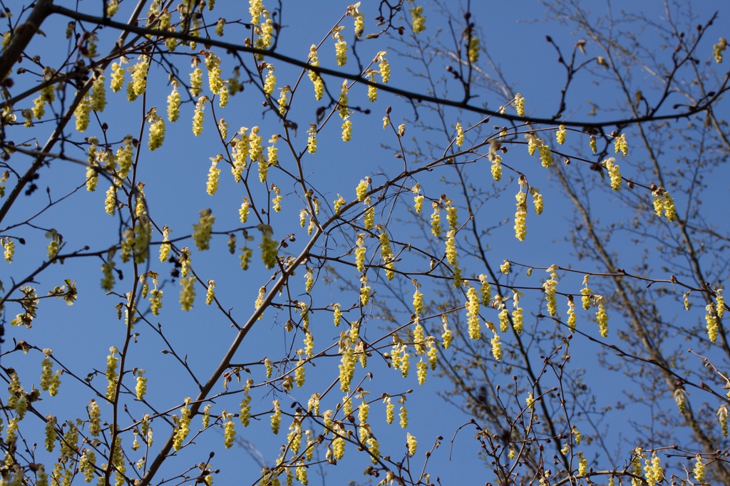 Form