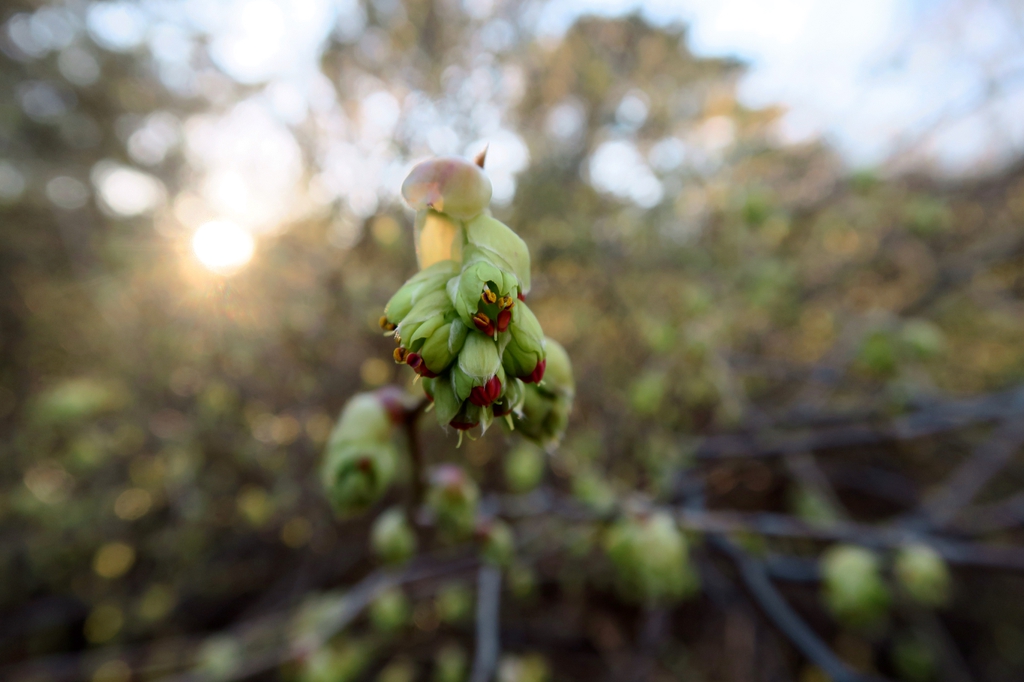 Buds