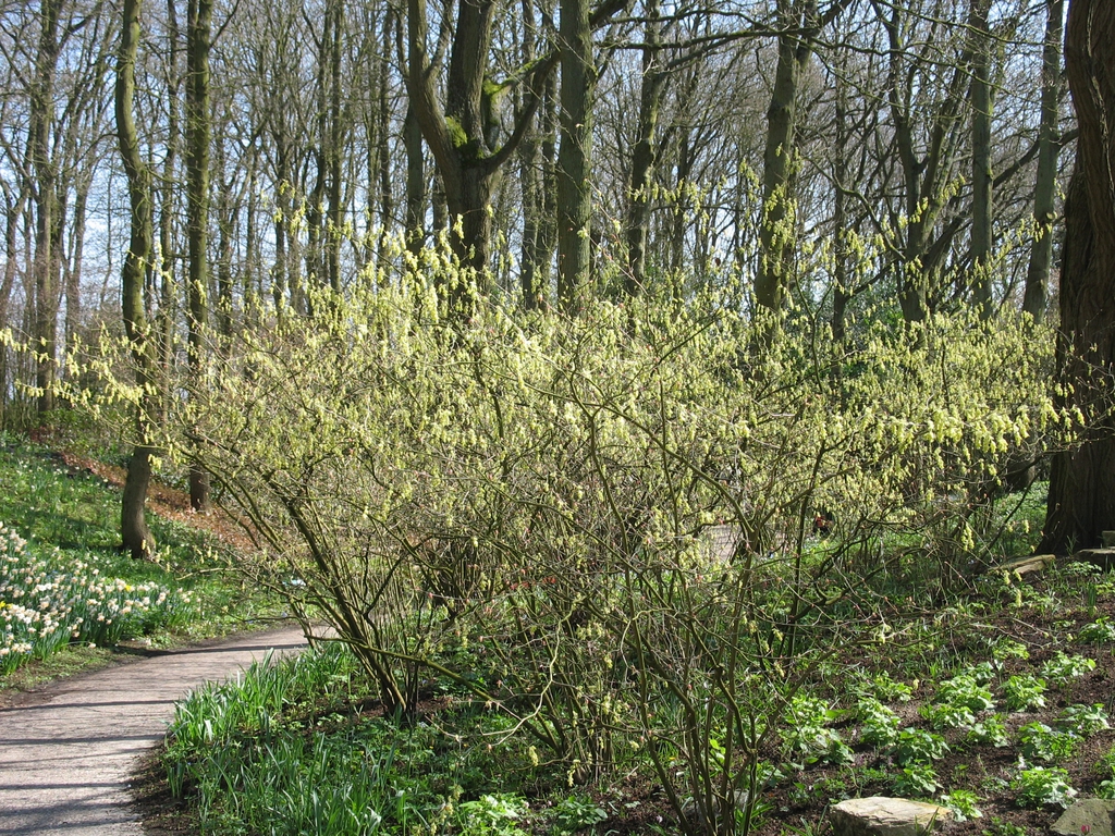 An understory planting in a woodland garden.
